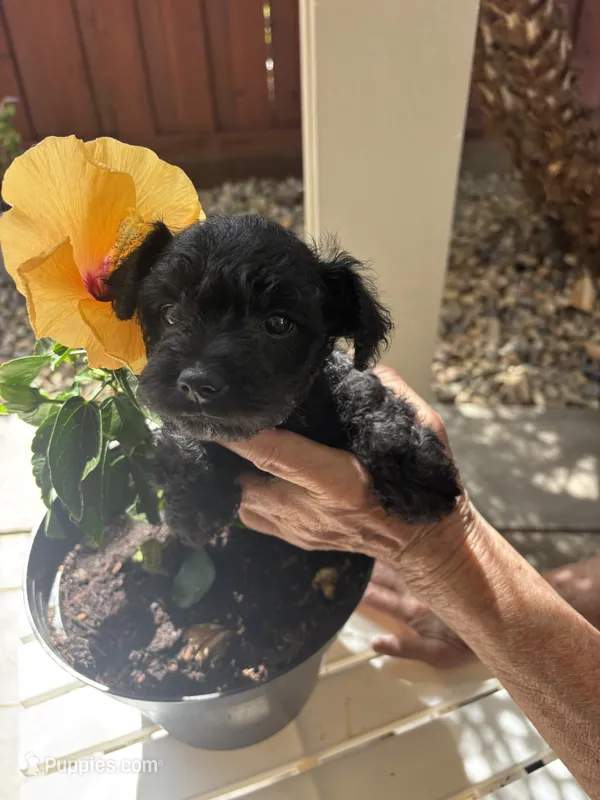 Blackie – Miniature Schnauzer puppy for sale in Vacaville, CA