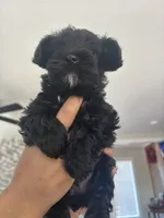 Elliot, a male Miniature Schnauzer and Mini Yorkshire Aussie for sale in Vacaville, CA – 3 of 6