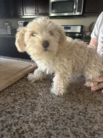 pebbles , a female Miniature Schnauzer for sale in Vacaville, CA – 3 of 4