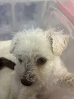 blankita, a female Miniature Schnauzer for sale in Vacaville, CA – 5 of 5