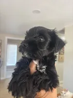 blackie , a male Miniature Schnauzer for sale in Vacaville, CA – 4 of 7