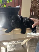 Blackie, a female Miniature Schnauzer for sale in Vacaville, CA – 7 of 8