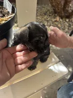 Rambo, a male Miniature Schnauzer for sale in Vacaville, CA – 7 of 7