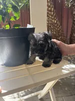 Rambo, a male Miniature Schnauzer for sale in Vacaville, CA – 5 of 7