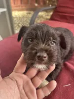 brownie , a male Miniature Schnauzer for sale in Vacaville, CA – 2 of 6