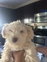 pebbles , a female Miniature Schnauzer for sale in Vacaville, CA – 2 of 4