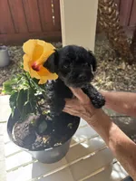 Blackie, a female Miniature Schnauzer for sale in Vacaville, CA – 4 of 8