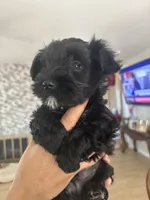Elliot, a male Miniature Schnauzer and Mini Yorkshire Aussie for sale in Vacaville, CA – 4 of 6