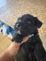 blackie , a male Miniature Schnauzer and Mini Yorkshire Aussie for sale in Vacaville, CA – 3 of 4