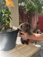 Lucy, a female Miniature Schnauzer for sale in Vacaville, CA – 5 of 5