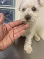 blankita, a female Miniature Schnauzer for sale in Vacaville, CA – 3 of 5