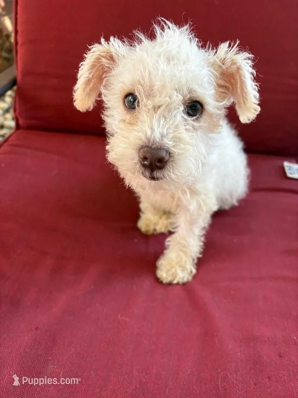 blankita – Miniature Schnauzer puppy on hold in Vacaville, CA