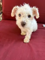 blankita, a female Miniature Schnauzer for sale in Vacaville, CA – 1 of 8