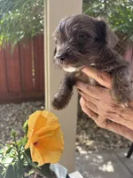 Lucy, a female Miniature Schnauzer for sale in Vacaville, CA – 3 of 5