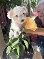 Snow, a male Miniature Schnauzer for sale in Vacaville, CA – 1 of 9