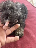 Rambo, a male Miniature Schnauzer for sale in Vacaville, CA – 3 of 6