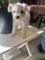 Snow, a male Miniature Schnauzer for sale in Vacaville, CA – 8 of 9