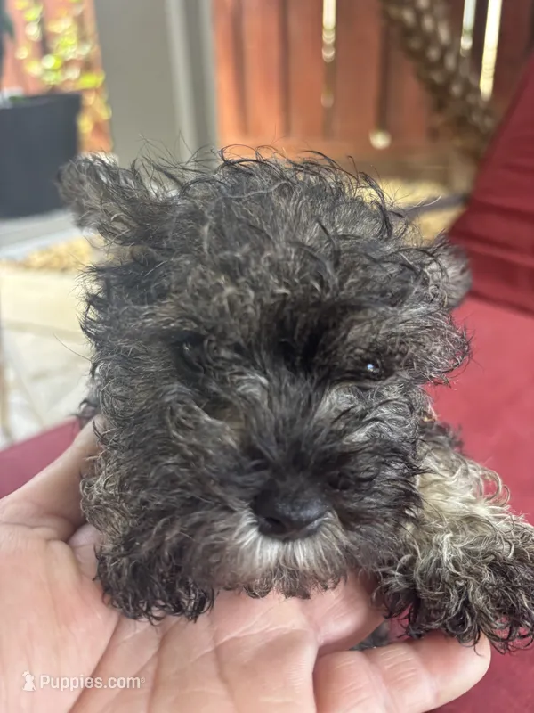 Rambo – Miniature Schnauzer puppy for sale in Vacaville, CA