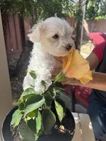 Snow, a male Miniature Schnauzer for sale in Vacaville, CA – 9 of 9