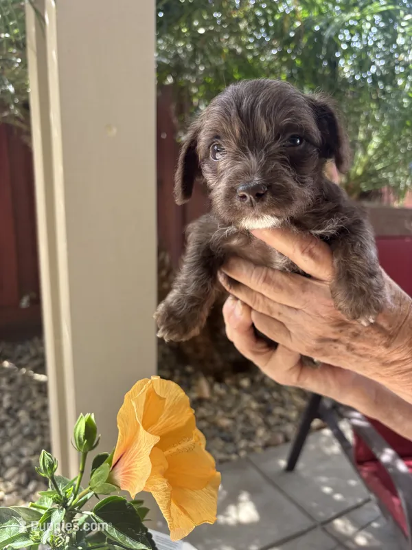 Lucy – Miniature Schnauzer puppy for sale in Vacaville, CA