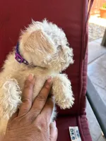 blankita, a female Miniature Schnauzer for sale in Vacaville, CA – 2 of 8