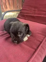 brownie , a male Miniature Schnauzer for sale in Vacaville, CA – 5 of 6