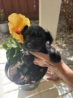 Blackie, a female Miniature Schnauzer for sale in Vacaville, CA – 6 of 8