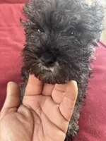 Rambo, a male Miniature Schnauzer for sale in Vacaville, CA – 4 of 6