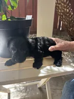 Blackie, a female Miniature Schnauzer for sale in Vacaville, CA – 5 of 8