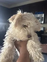 pebbles , a female Miniature Schnauzer for sale in Vacaville, CA – 4 of 4