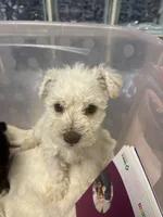 blankita, a female Miniature Schnauzer for sale in Vacaville, CA – 2 of 5