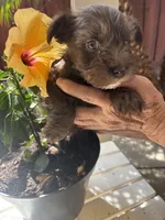 Betsy, a female Miniature Schnauzer for sale in Vacaville, CA – 4 of 7