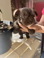 Betsy, a female Miniature Schnauzer for sale in Vacaville, CA – 5 of 7
