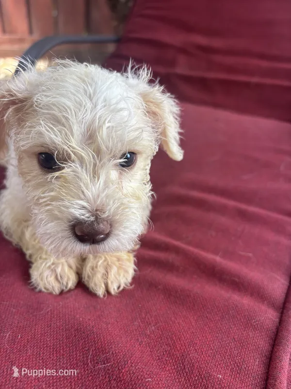 perla  – Miniature Schnauzer puppy for sale in Vacaville, CA
