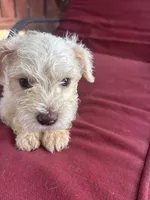 perla , a female Miniature Schnauzer for sale in Vacaville, CA – 1 of 4