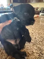 blackie , a male Miniature Schnauzer and Mini Yorkshire Aussie for sale in Vacaville, CA – 4 of 4