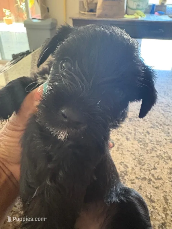 blackie  – Miniature Schnauzer, Mini Yorkshire Aussie puppy for sale in Vacaville, CA