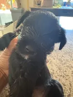 blackie , a male Miniature Schnauzer and Mini Yorkshire Aussie for sale in Vacaville, CA – 1 of 4
