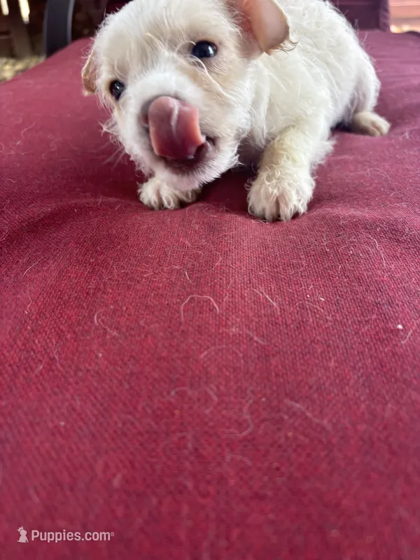 chikis – Miniature Schnauzer puppy for sale in Vacaville, CA