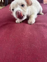 chikis, a female Miniature Schnauzer for sale in Vacaville, CA – 1 of 4