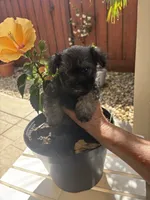 Rambo, a male Miniature Schnauzer for sale in Vacaville, CA – 2 of 7