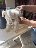 Snow, a male Miniature Schnauzer for sale in Vacaville, CA – 7 of 9