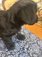 Elliot, a male Miniature Schnauzer and Mini Yorkshire Aussie for sale in Vacaville, CA – 2 of 6