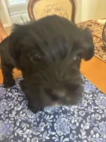blackie , a male Miniature Schnauzer for sale in Vacaville, CA – 7 of 7