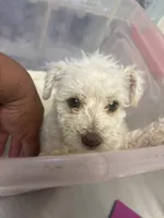 blankita, a female Miniature Schnauzer for sale in Vacaville, CA – 1 of 5