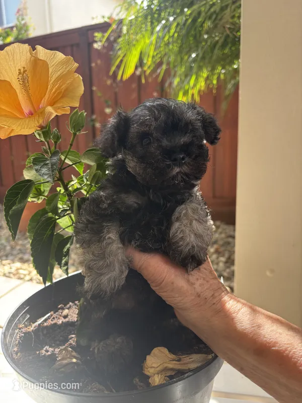 Rambo – Miniature Schnauzer puppy for sale in Vacaville, CA
