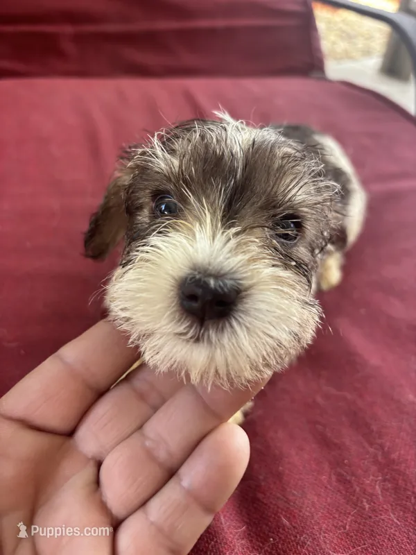nena – Miniature Schnauzer puppy for sale in Vacaville, CA
