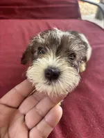 nena, a female Miniature Schnauzer for sale in Vacaville, CA – 1 of 4