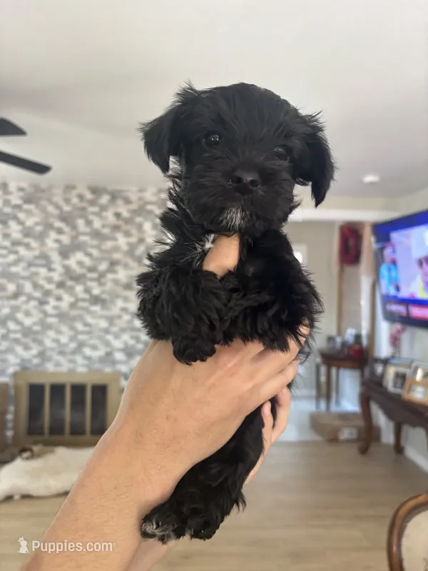 blackie  – Miniature Schnauzer, Mini Yorkshire Aussie puppy for sale in Vacaville, CA