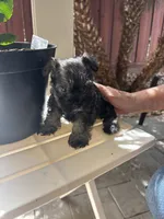 Rambo, a male Miniature Schnauzer for sale in Vacaville, CA – 4 of 7
